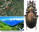 Carabus (Orinocarabus) fairmairei fenestrellanus Beuthin,  1899 - kopie.JPG