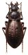 Carabus (Orinocarabus) baudii baudii  Kraatz, 1878.JPG