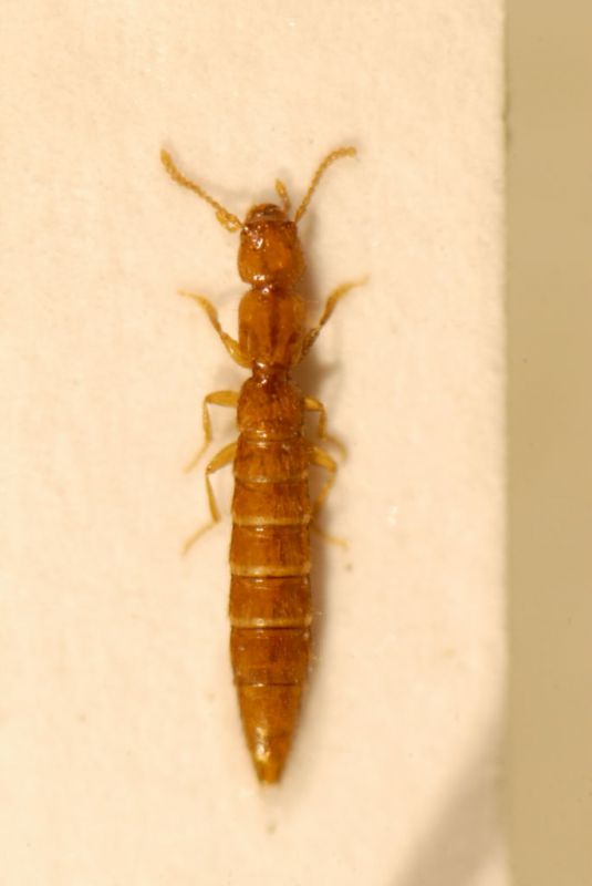 Scotonomus aristodemoi.JPG