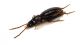 Comb3131-58zL3cr.jpg