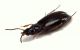 Comb3136-69zL3cr.jpg