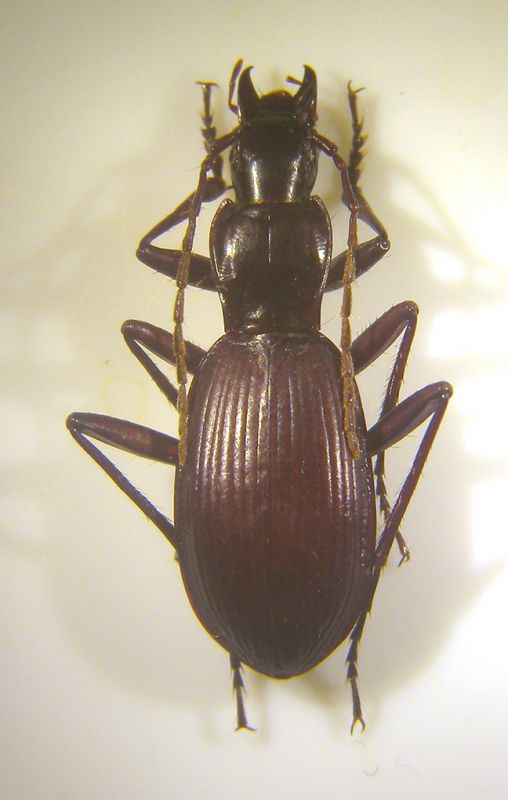 S.ghilianii caprai copia.jpg