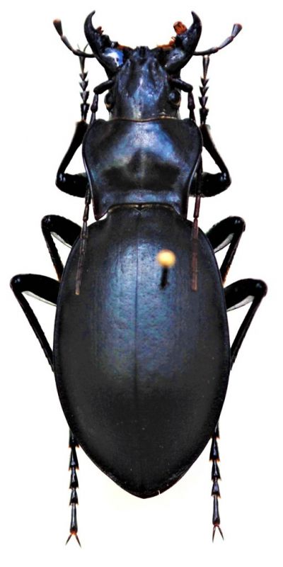 Carabus (Procrustes) payafa White, 1845.JPG