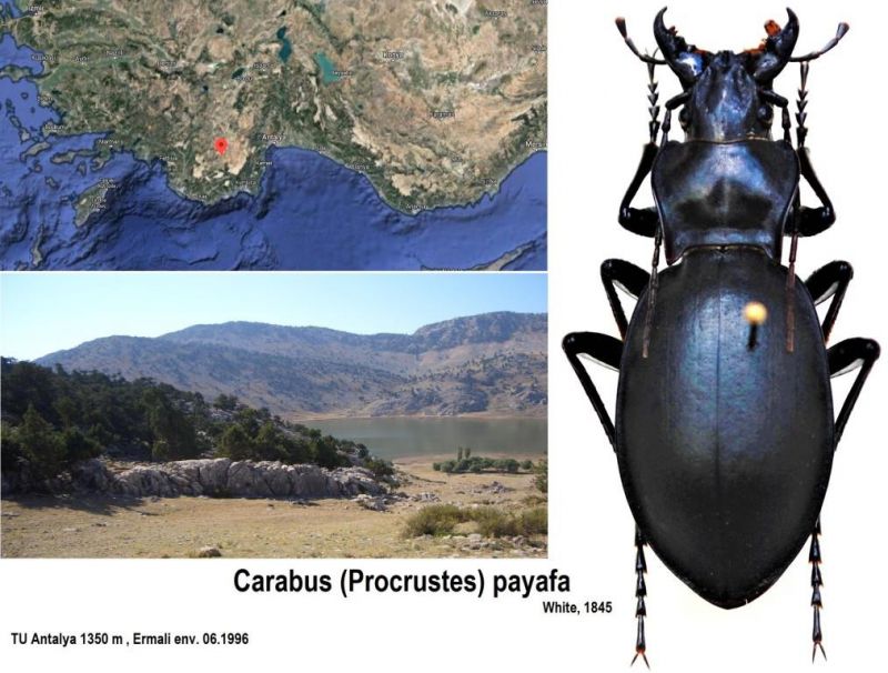 Carabus (Procrustes) payafa White,  1845.JPG