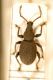 Nilepolemis articulatus.JPG