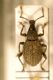 Nilepolemis decipiens.JPG