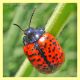 Chrysolina sp..JPG