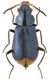 Malachiidae_Kazakhstan.jpg