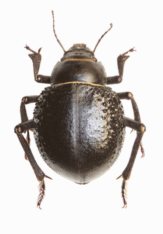 Sp 18. Pisterotarsa gigantea zoubkoffi Reitt. 30 mm .jpg