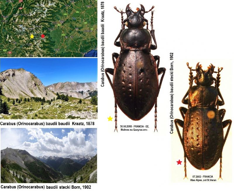 Carabus (Orinocarabus) baudii ssp..jpg