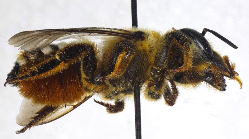 Megachile_albisecta5.FEI.jpg