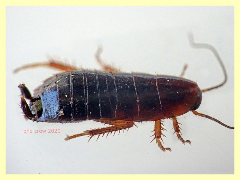 probabile Loboptera decipiens - variazione - 7 mm  - Anzio 5.8.2020 - (34).JPG