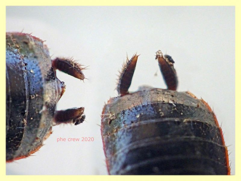probabile Loboptera decipiens - variazione - 7 mm  - Anzio 5.8.2020 - (18).JPG
