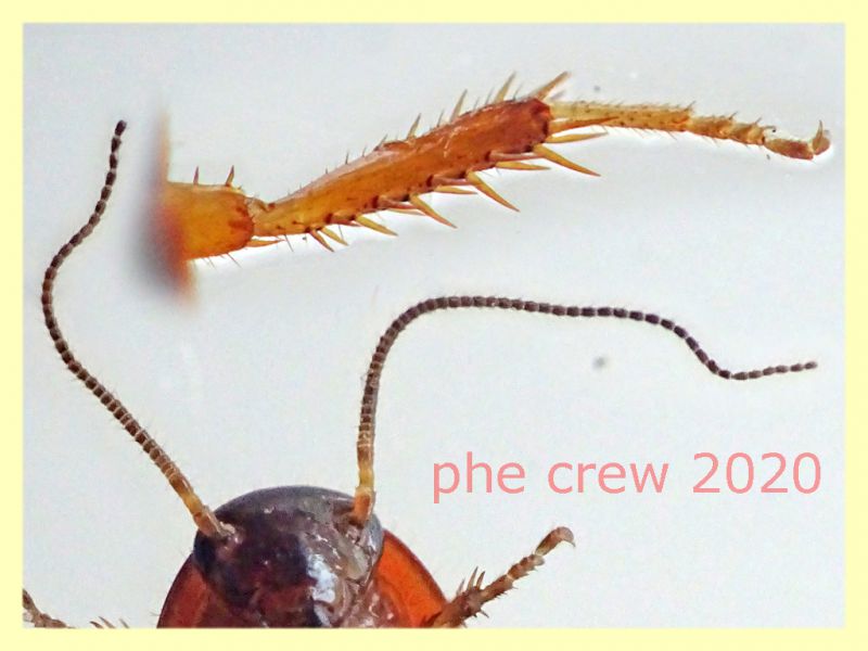 probabile Loboptera decipiens - variazione - 7 mm  - Anzio 5.8.2020 - (21).JPG