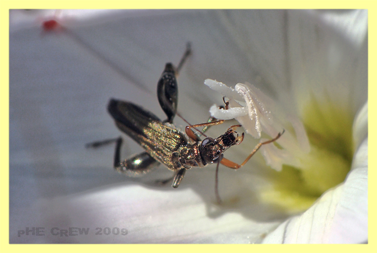 Oedemera sp..JPG