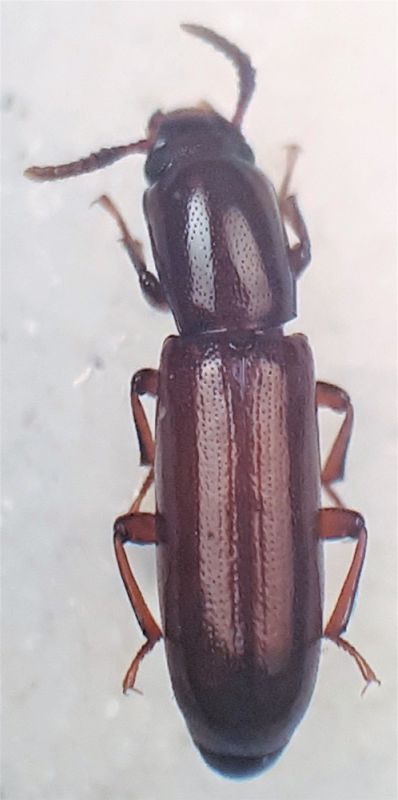 Corticeus f..jpg