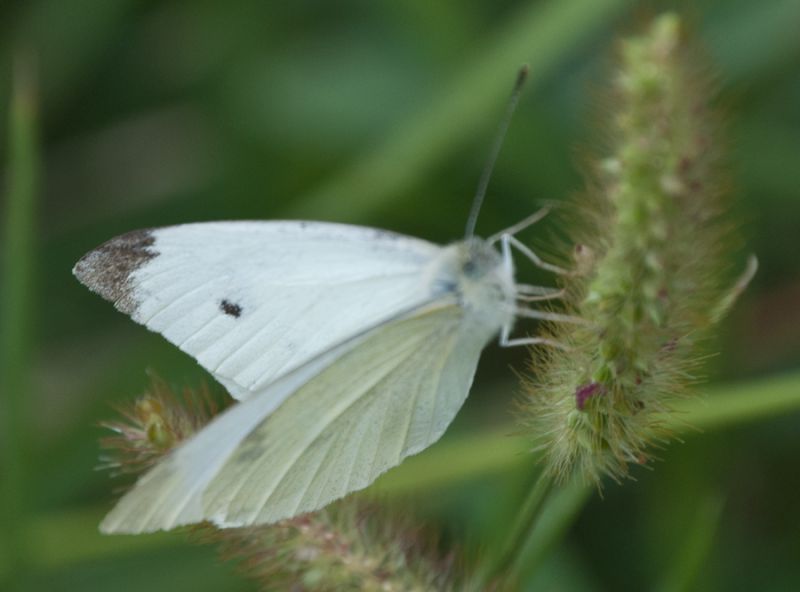 Pieris-sp--5.jpg