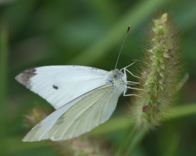 Pieris-sp--6.jpg