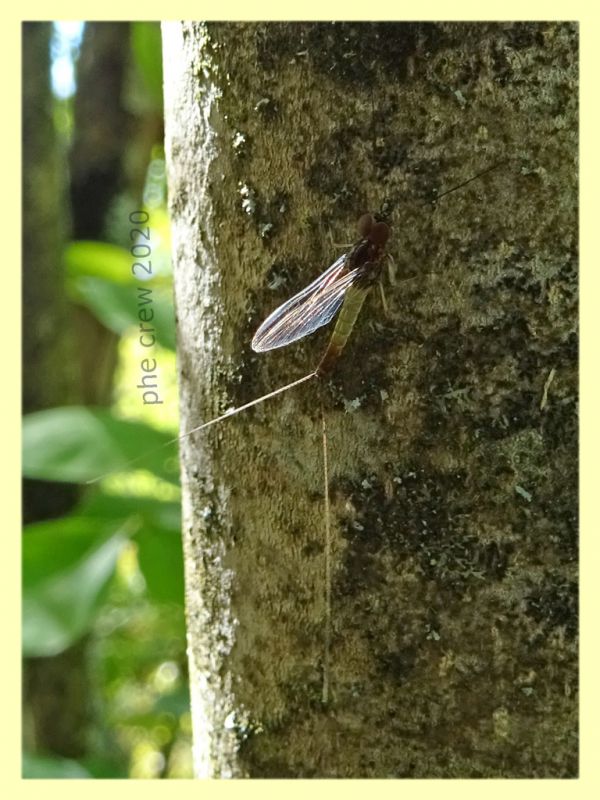 Baetidae - Posta Fibreno FR - dal 3 al 8.9.2020 - (1).JPG