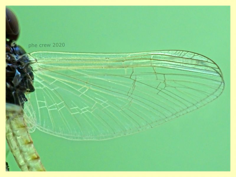 Baetidae - Posta Fibreno FR - dal 3 al 8.9.2020 - (4).JPG
