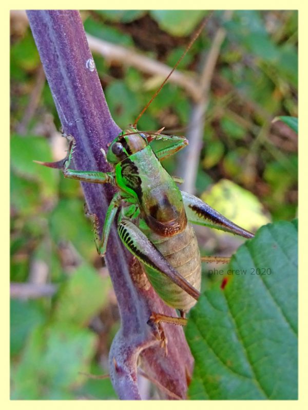 probabile Eupholidoptera sp . - Posta Fibreno FR dal 3 al 8.9.2020 - (3).JPG