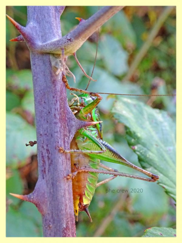 probabile Eupholidoptera sp . - Posta Fibreno FR dal 3 al 8.9.2020 - (4).JPG