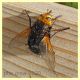 Tachina grossa - Posta Fibreno FR dal 3 al 8.9.2020 - (1).JPG