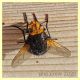 Tachina grossa - Posta Fibreno FR dal 3 al 8.9.2020 - (3).JPG