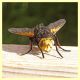 Tachina grossa - Posta Fibreno FR dal 3 al 8.9.2020 - (6).JPG
