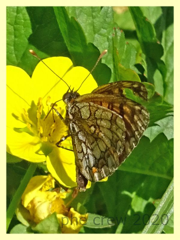 prob. Melitaea athalia - Posta Fibreno FR - dal 3 al 8.9.2020 - (1).JPG