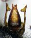 Megachile_pyrenaica4.FEI.jpg