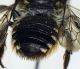 Megachile_octosignata3.FEI.jpg