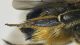 Megachile_ligniseca3.FEI.jpg