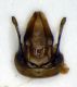 Megachile_pilicrus4.FEI.jpg