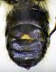 Osmia_brevicornis2.FEI.jpg