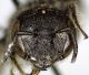 Osmia_ligurica2.FEI.jpg