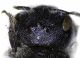 Osmia_ligurica4.FEI.jpg