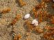 coccidi e solenopsis 2.JPG_20121703949_coccidi e solenopsis 2.jpg