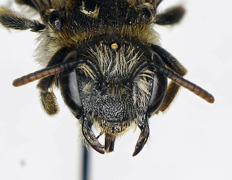 Andrena_colletiformis2.FEI.jpg