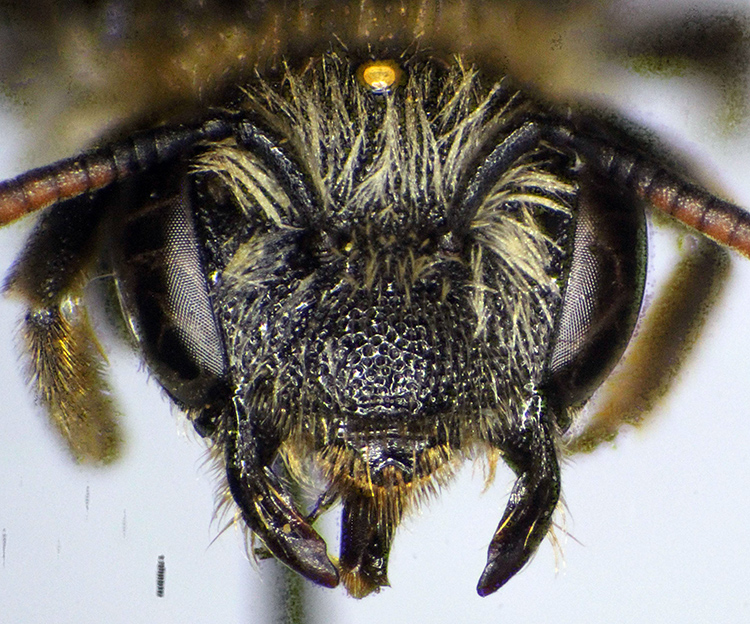 Andrena_colletiformis3.FEI.jpg