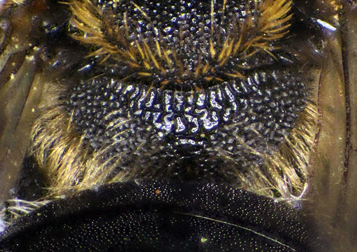 Andrena_colletiformis4.FEI.jpg