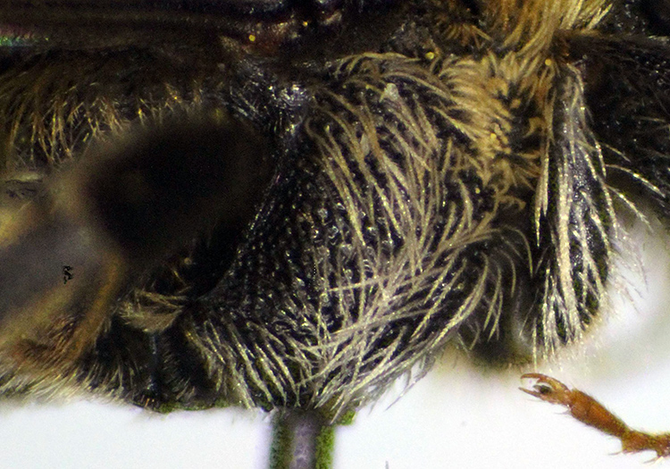 Andrena_colletiformis5.FEI.jpg