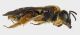 Andrena_limbata2.FEI.jpg