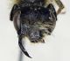 Andrena_fucata2.FEI.jpg