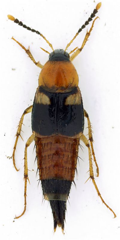 Staphylinidae_Collegiove_4-VII-2010_5,5mm.jpg