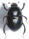 Scarabaeidae A1.JPG