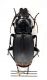 Comb3152-11zL6cr.jpg