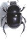 Scarabaeidae B3.JPG