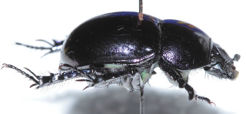 Scarabaeidae B4.JPG