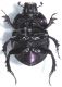 Scarabaeidae B5.JPG